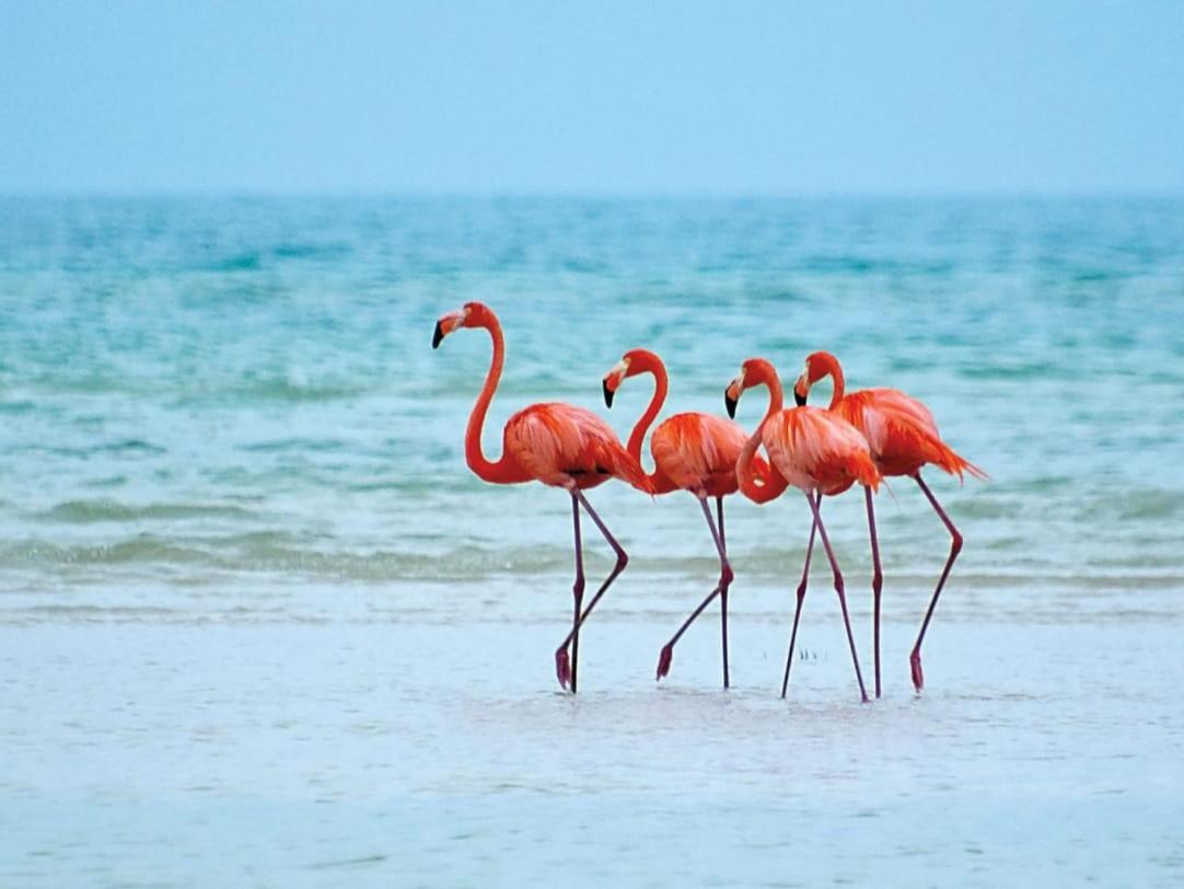 Mi Habitat Holbox-Maravilla Natural エクステリア 写真